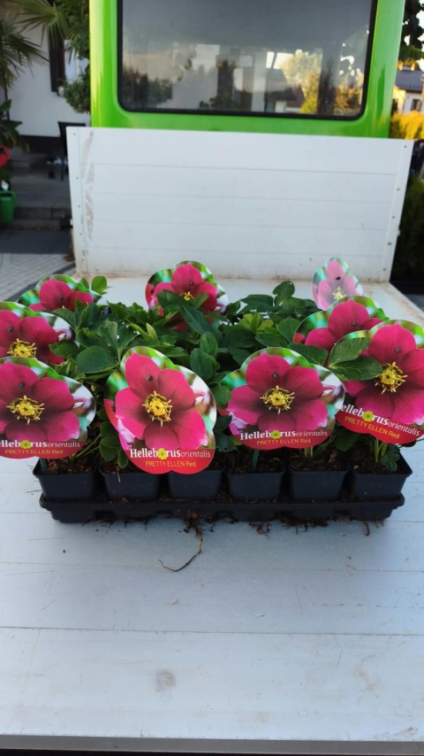 CIEMIERNIK WSCHODNI ‘PRETTY ELLEN RED’