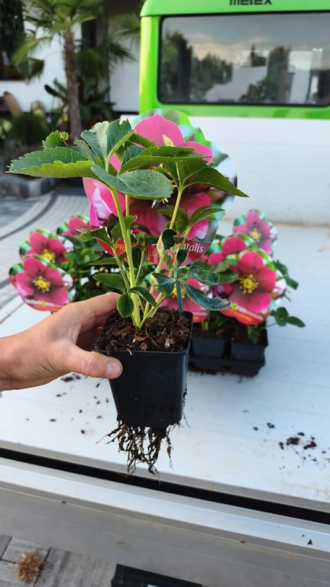 CIEMIERNIK WSCHODNI ‘PRETTY ELLEN RED’