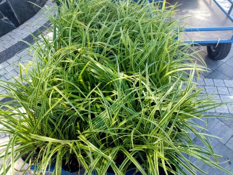 Carex Turzyca Ice Dance