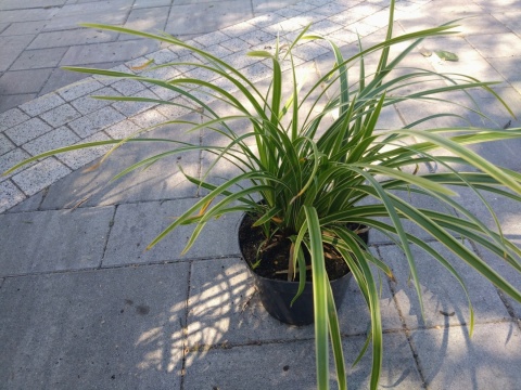 Carex Turzyca Ice Dance
