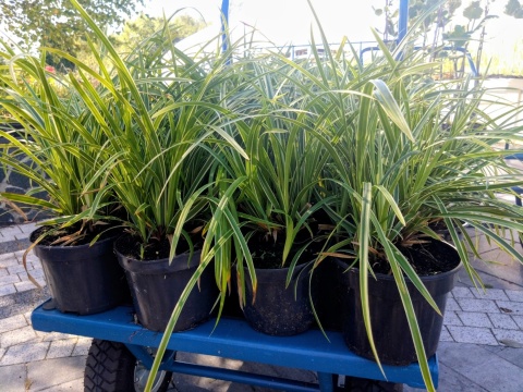 Carex Turzyca Ice Dance