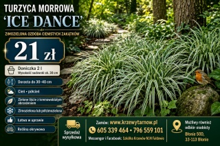 Carex Turzyca Ice Dance