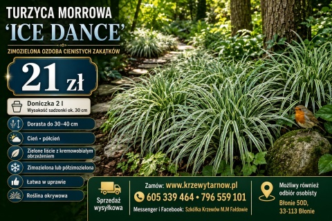Carex Turzyca Ice Dance