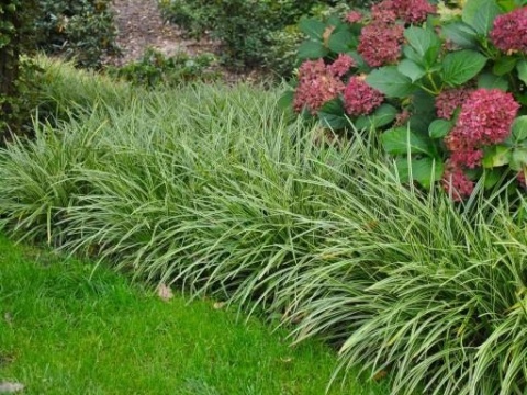 Carex Turzyca Ice Dance