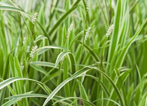 Carex Turzyca Ice Dance