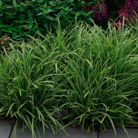 Carex Turzyca Ice Dance