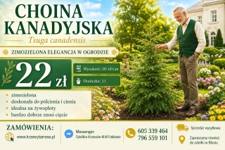 Choina Kanadyjska