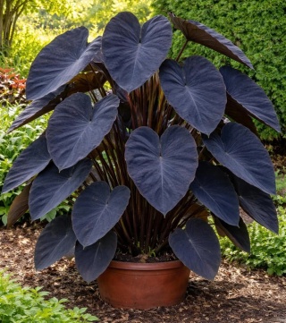Kolokazja Colocasia 'Black Sapphire Gecko' – ucho słonia