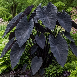 Kolokazja Colocasia 'Black Sapphire Gecko' – ucho słonia