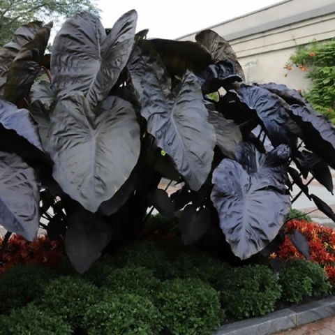 Kolokazja Colocasia 'Black Sapphire Gecko' – ucho słonia