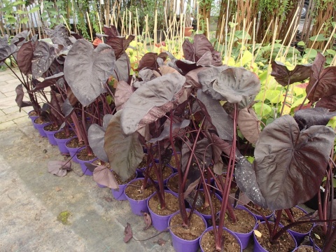 Kolokazja Colocasia 'Black Sapphire Gecko' – ucho słonia