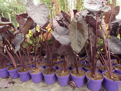 Kolokazja Colocasia 'Black Sapphire Gecko' – ucho słonia