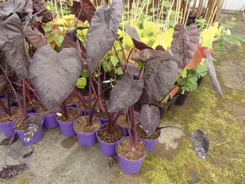 Kolokazja Colocasia 'Black Sapphire Gecko' – ucho słonia