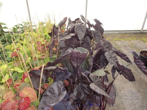 Kolokazja Colocasia 'Black Sapphire Gecko' – ucho słonia
