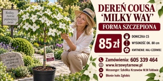 Dereń cousa ‘Milky Way’ – szczepiony