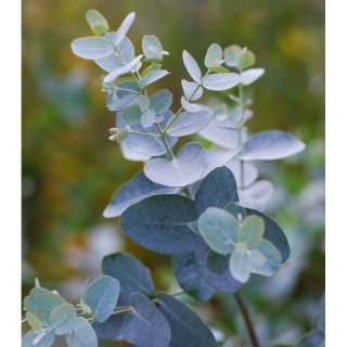 Eukaliptus 'Gunnii'