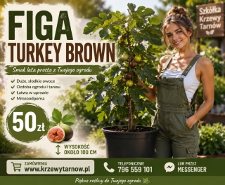 Figa 'Brown Turkey'