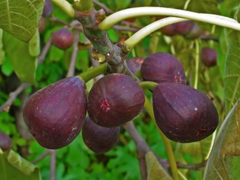 Figa 'Brown Turkey'