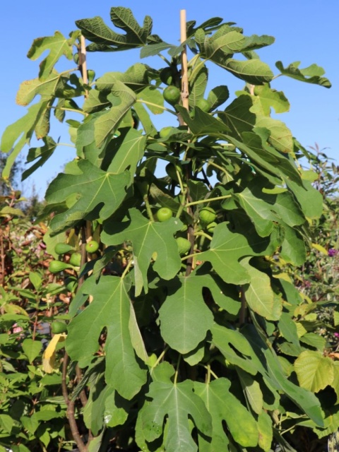Figa 'Brown Turkey'