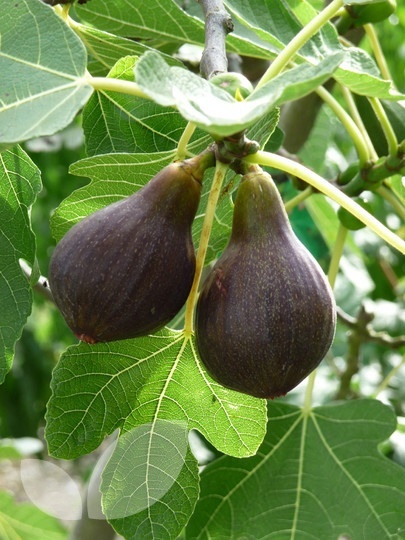 Figa 'Brown Turkey'