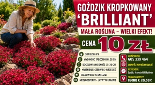 GOŹDZIK KROPKOWANY ‘BRILLIANT’