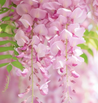 Glicynia (Wisteria) japońska 'Rosea' odmiana szczepiona