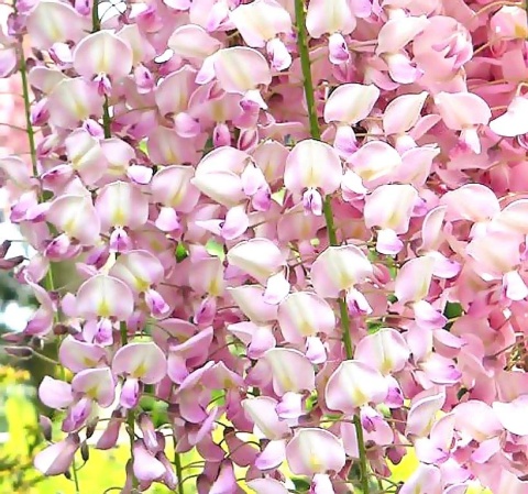 Glicynia japońska 'Rosea' odmiana szczepiona