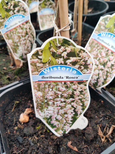 Sadzonki Glicynia japońska 'Rosea' odmiana szczepiona
