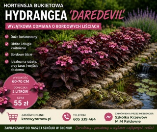 HORTENSJA PIŁKOWANA ‘DAREDEVIL’