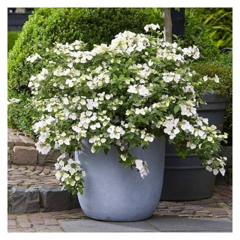 HORTENSJA RUNAWAY BRIDE® ‘SNOW WHITE’ – UCIEKAJĄCA PANNA MŁODA