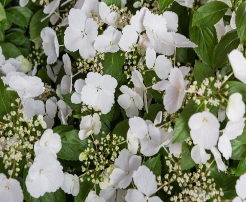 HORTENSJA RUNAWAY BRIDE® ‘SNOW WHITE’ – UCIEKAJĄCA PANNA MŁODA