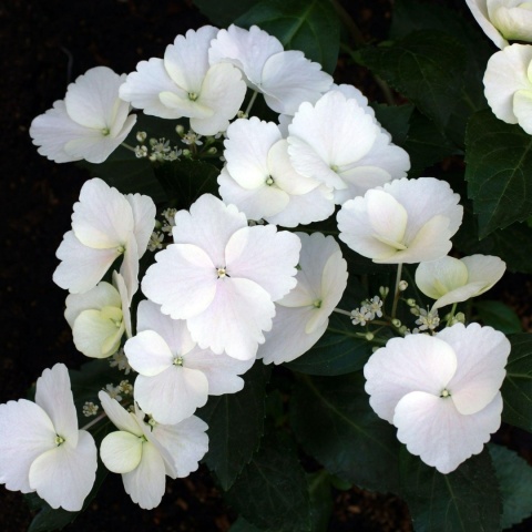 HORTENSJA RUNAWAY BRIDE® ‘SNOW WHITE’ – UCIEKAJĄCA PANNA MŁODA