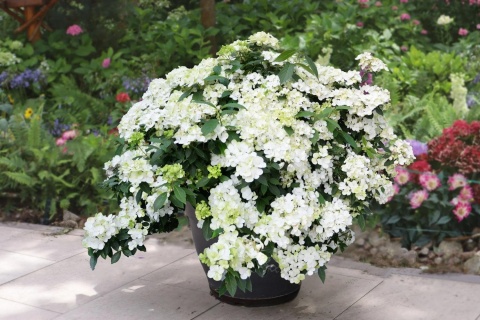HORTENSJA RUNAWAY BRIDE® ‘SNOW WHITE’ – UCIEKAJĄCA PANNA MŁODA