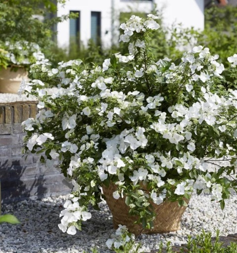 HORTENSJA RUNAWAY BRIDE® ‘SNOW WHITE’ – UCIEKAJĄCA PANNA MŁODA