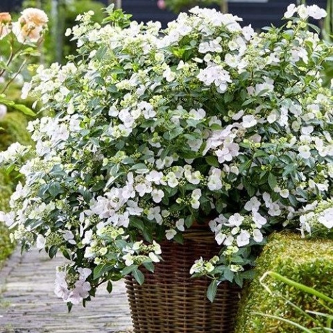 HORTENSJA RUNAWAY BRIDE® ‘SNOW WHITE’ – UCIEKAJĄCA PANNA MŁODA