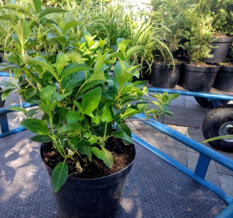 HORTENSJA RUNAWAY BRIDE® ‘SNOW WHITE’ – UCIEKAJĄCA PANNA MŁODA