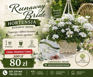 HORTENSJA RUNAWAY BRIDE® ‘SNOW WHITE’ – UCIEKAJĄCA PANNA MŁODA