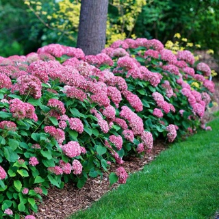 Hortensja ‘Pink Annabelle’