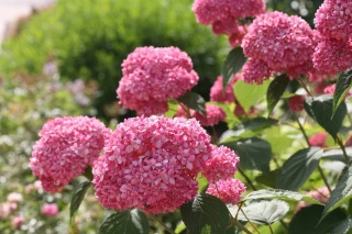 Hortensja ‘Pink Annabelle’