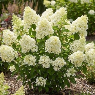 Hortensja bukietowa 'Bobo'