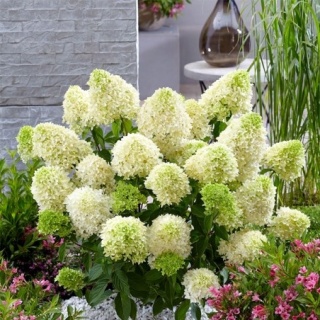 Hortensja bukietowa 'Bobo'