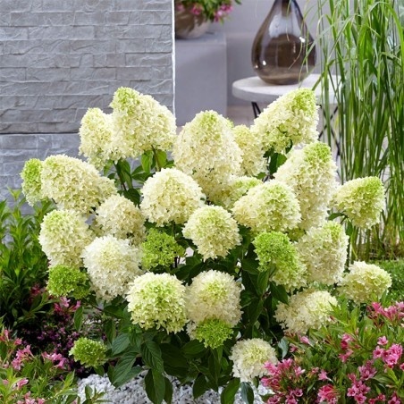 Hortensja bukietowa 'Bobo'