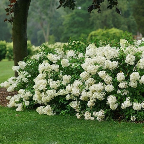 Hortensja bukietowa 'Bobo'