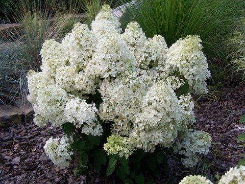Hortensja bukietowa 'Bobo'
