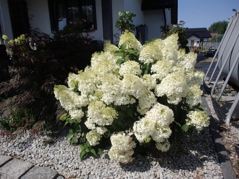 Hortensja bukietowa 'Bobo'