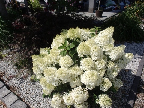 Hortensja bukietowa 'Bobo'