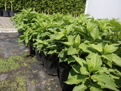 Hortensja bukietowa 'Bobo'