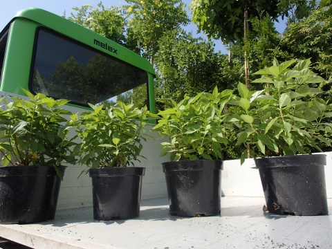 Hortensja bukietowa 'Bobo'