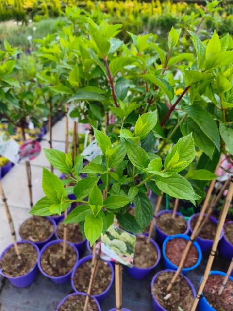 Hortensja bukietowa LIMELIGHT forma pienna