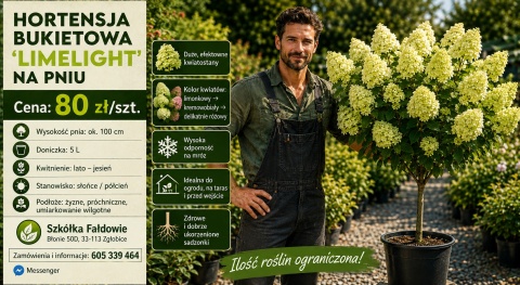 Hortensja bukietowa LIMELIGHT forma pienna